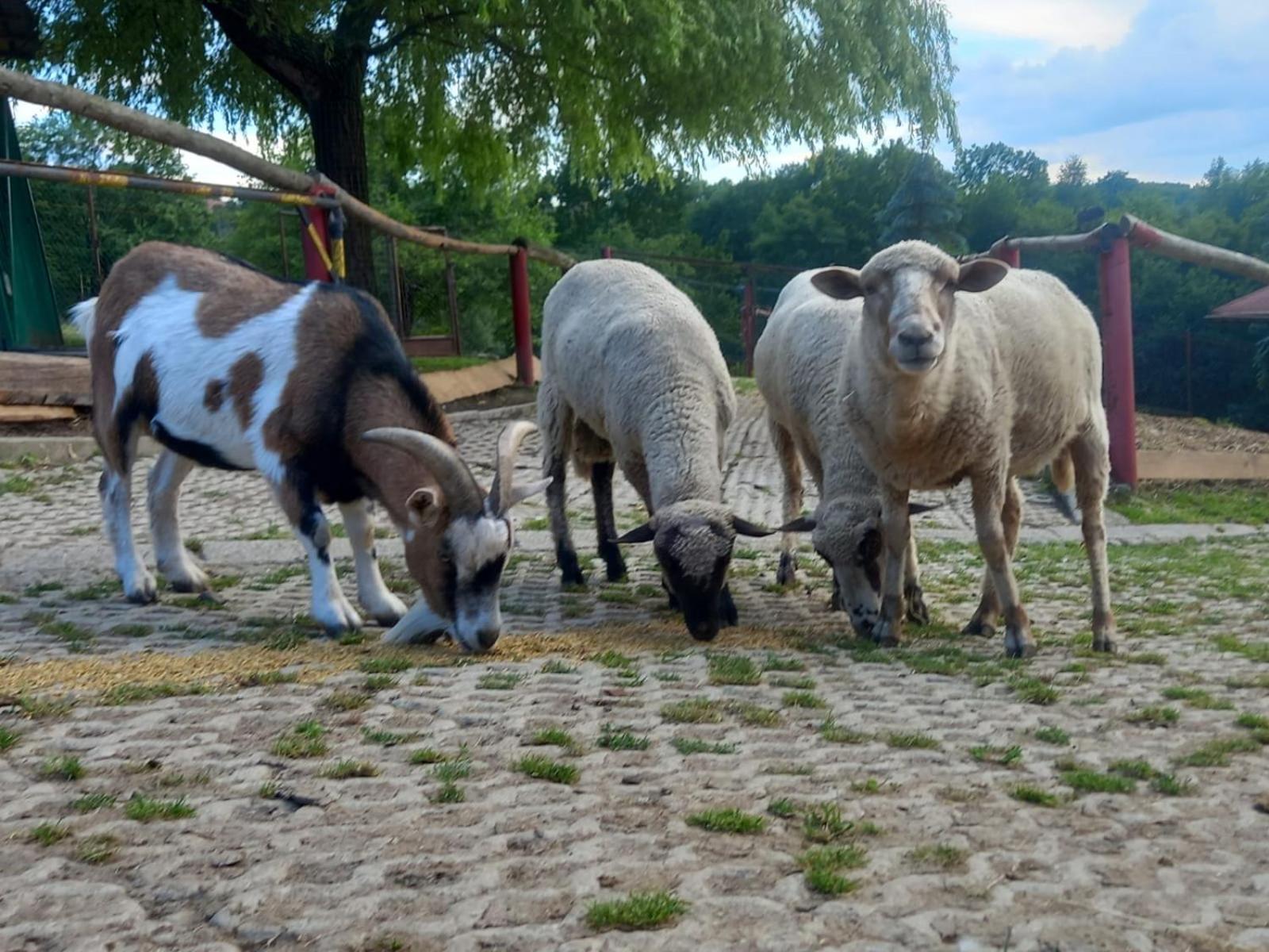 Koperkowe Rancho Beskid Wyspowy Domek Malopolskie Kamionna Kamionna  Zewnętrze zdjęcie