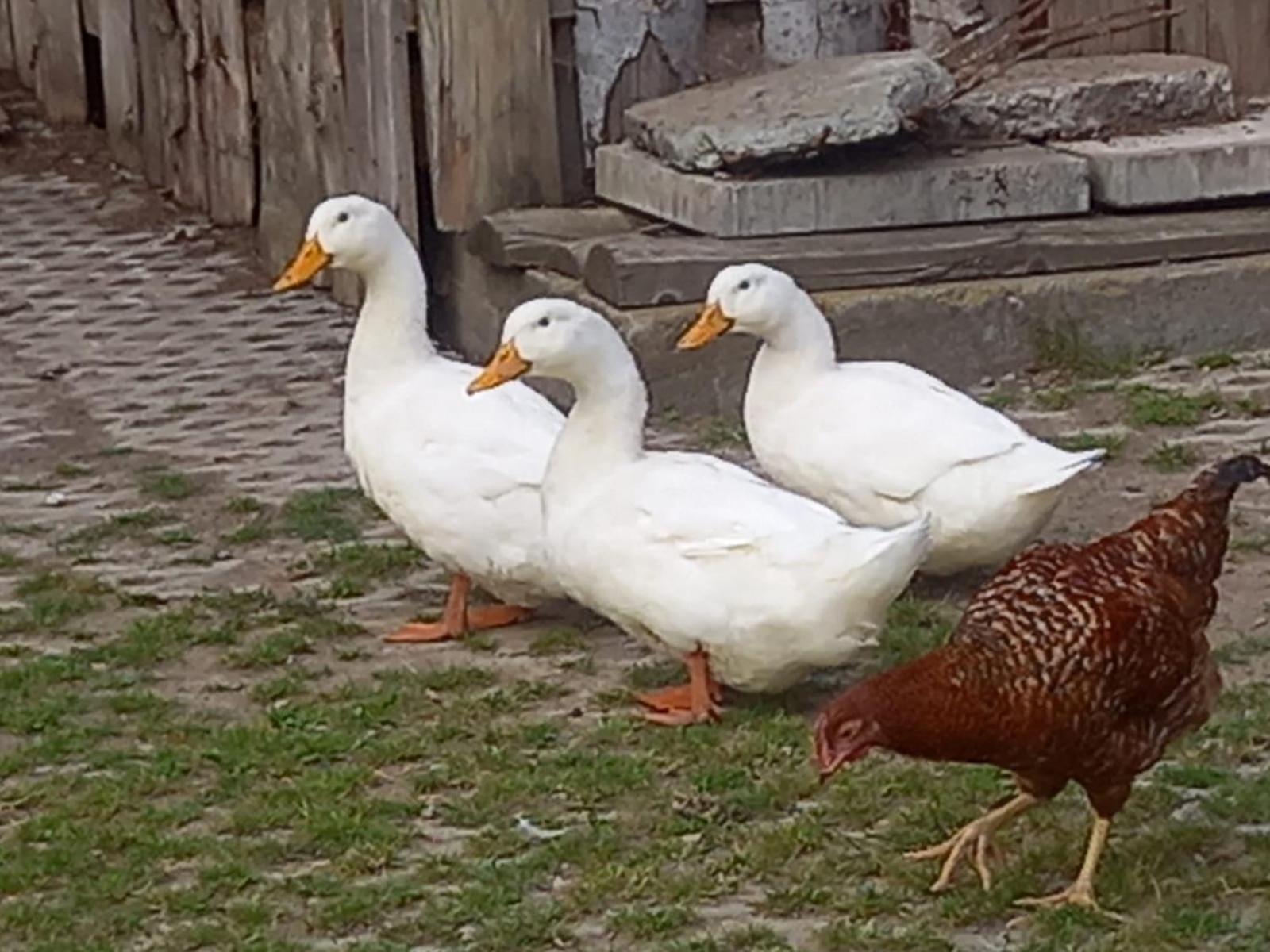 Koperkowe Rancho Beskid Wyspowy Domek Malopolskie Kamionna Kamionna  Zewnętrze zdjęcie