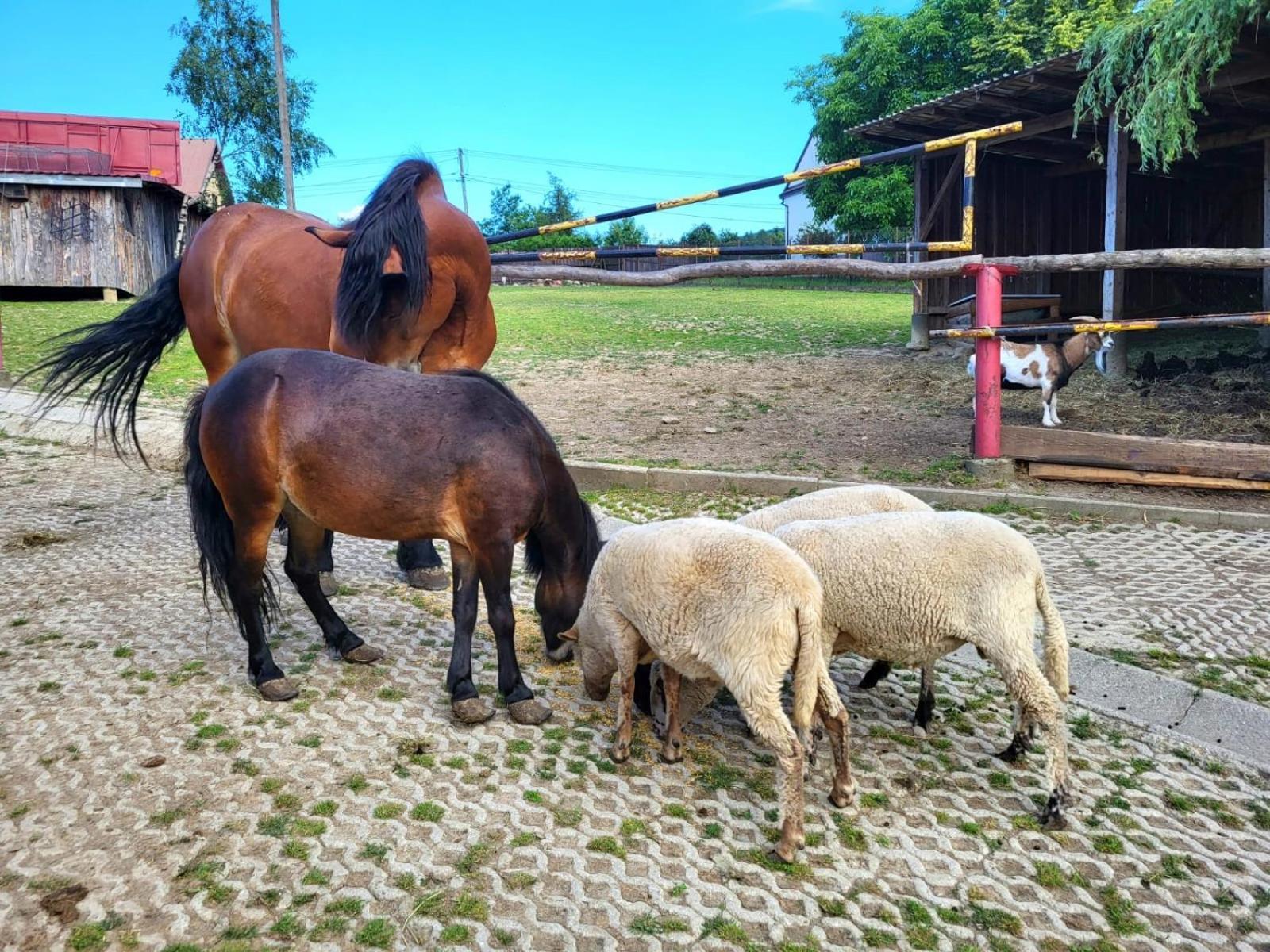 Koperkowe Rancho Beskid Wyspowy Domek Malopolskie Kamionna Kamionna  Zewnętrze zdjęcie