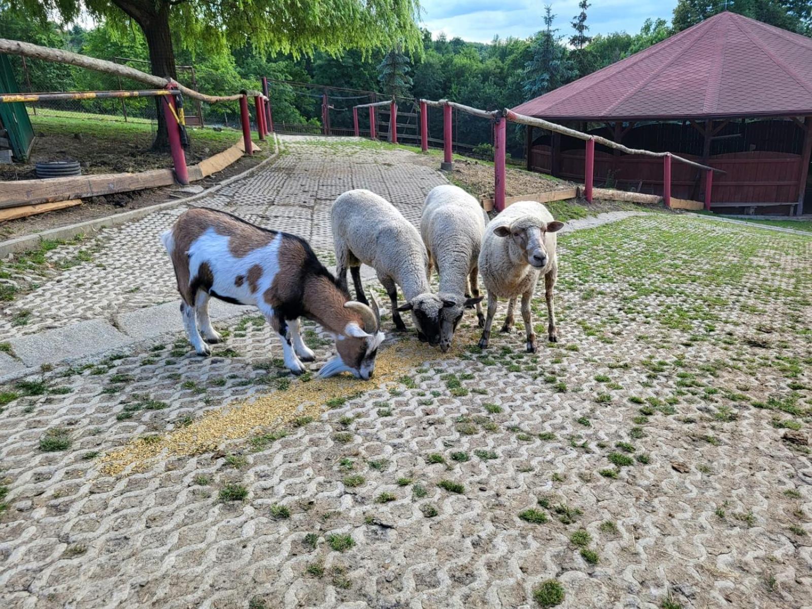 Koperkowe Rancho Beskid Wyspowy Domek Malopolskie Kamionna Kamionna  Zewnętrze zdjęcie