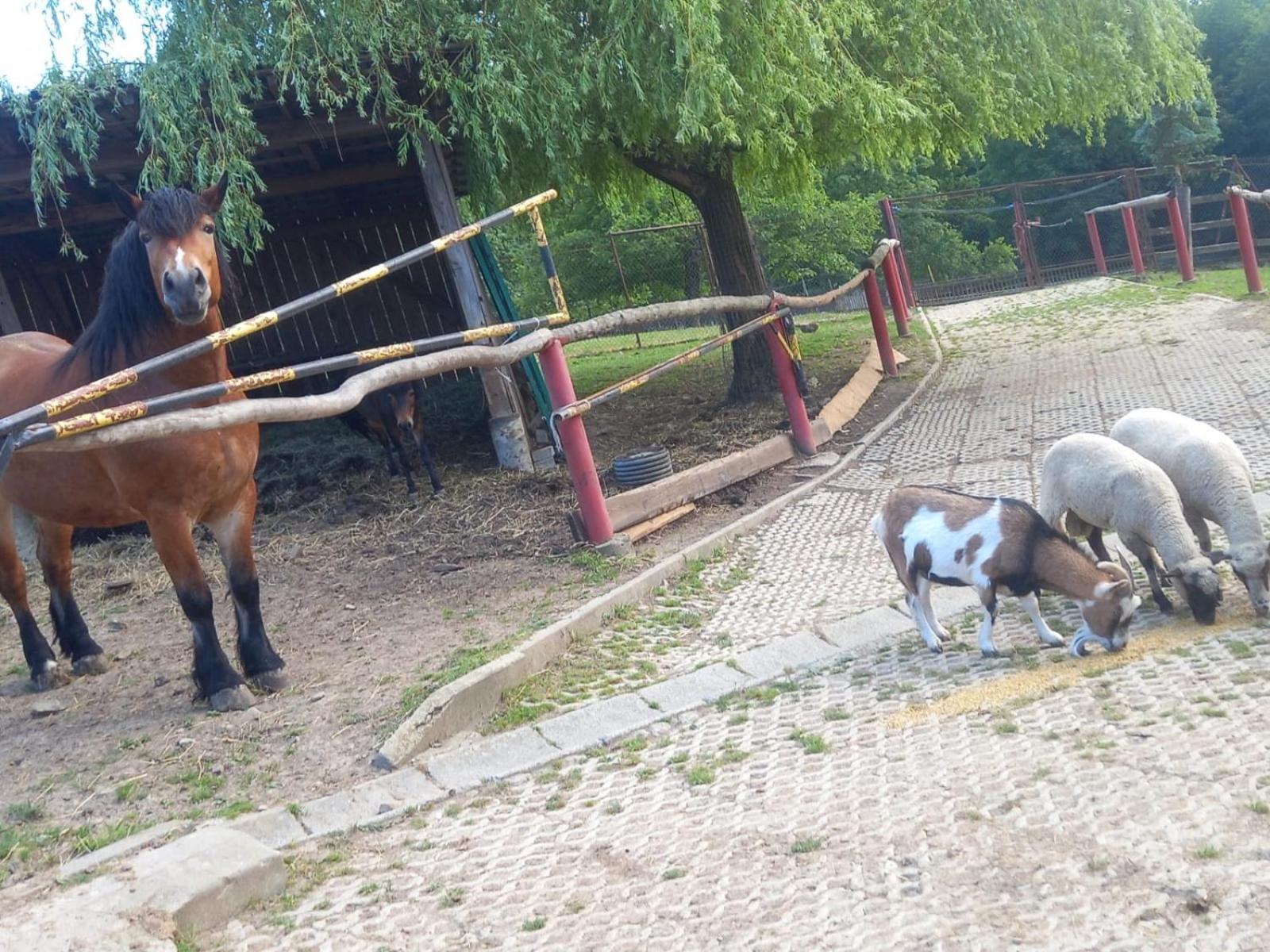 Koperkowe Rancho Beskid Wyspowy Domek Malopolskie Kamionna Kamionna  Zewnętrze zdjęcie